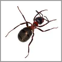 ant