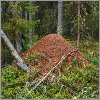 anthill