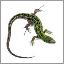 o lagarto