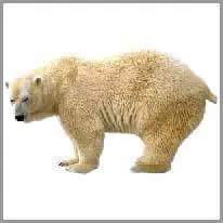 polar bear