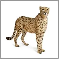 ein gepard