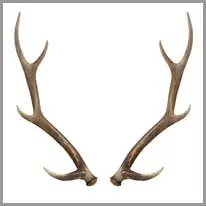 antlers