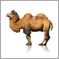 camel