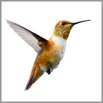 hummingbird