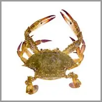 crab