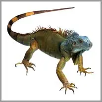 Iguana