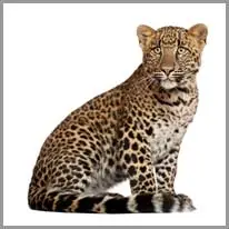 ein leopard