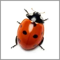 ladybug