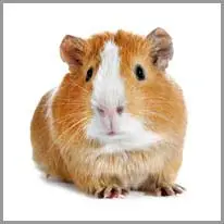 guinea pig