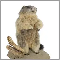 marmot