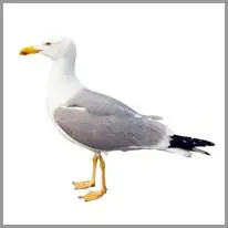 seagull