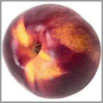 nectarine