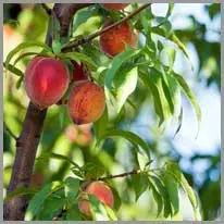 peach tree