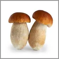 mushroom