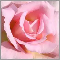 a rosa