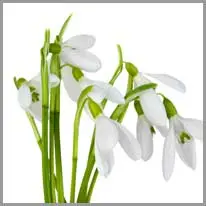 snowdrop