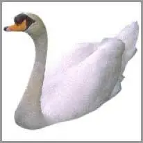 swan