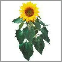 il girasole