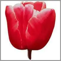 tulp