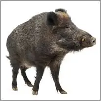 boar