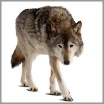 der Wolf, “e