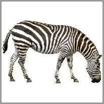 a zebra