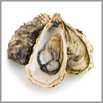 oyster