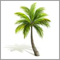 palm